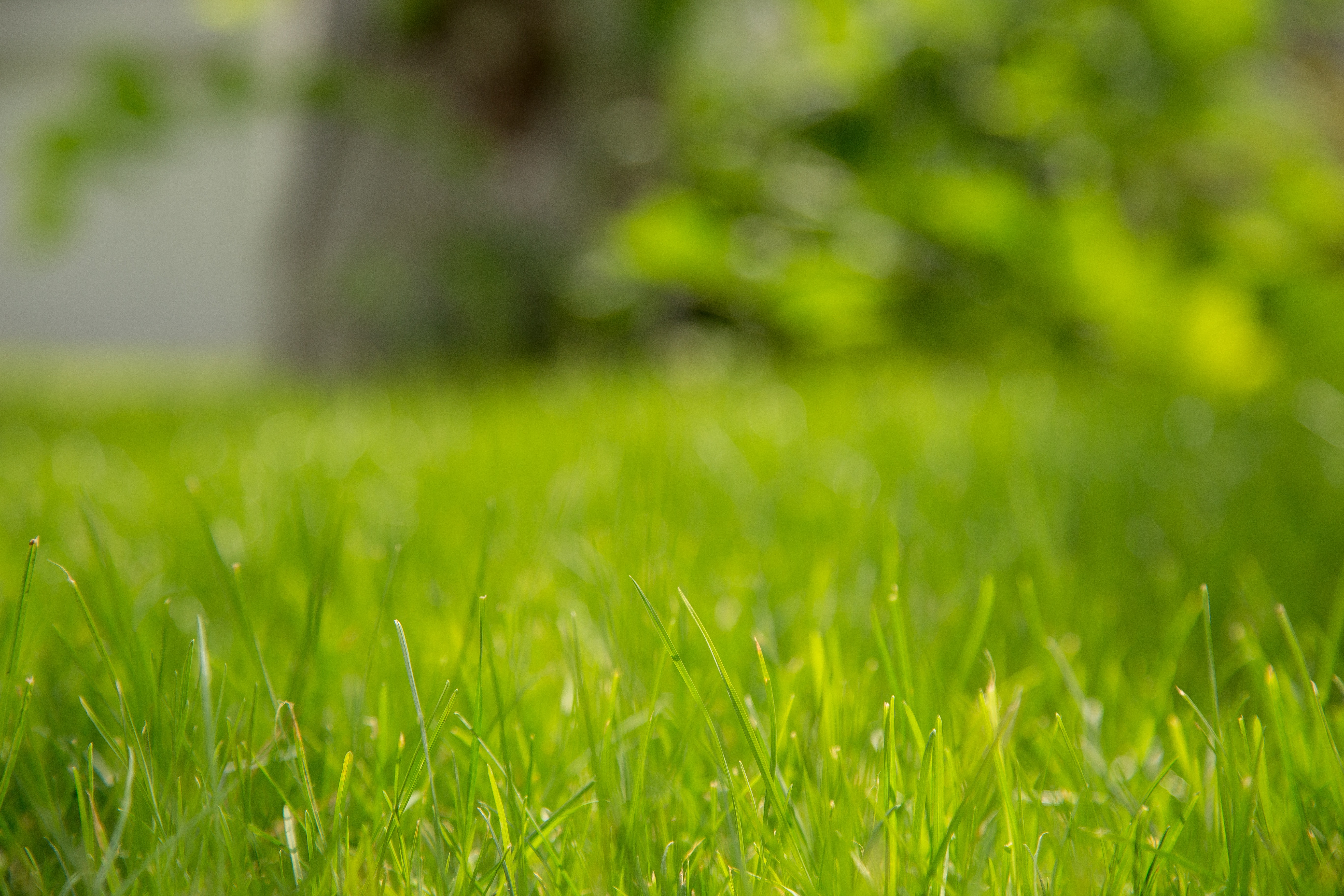 blades-environment-grass-949584